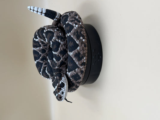 Diamondback Rattlesnake (Crotalus atrox)