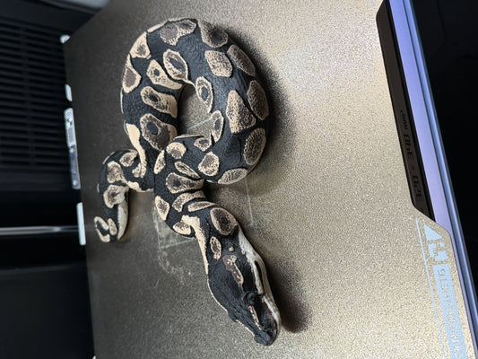 Shadow Patch Ball Python