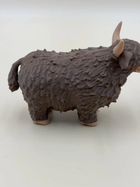 Highland Cow