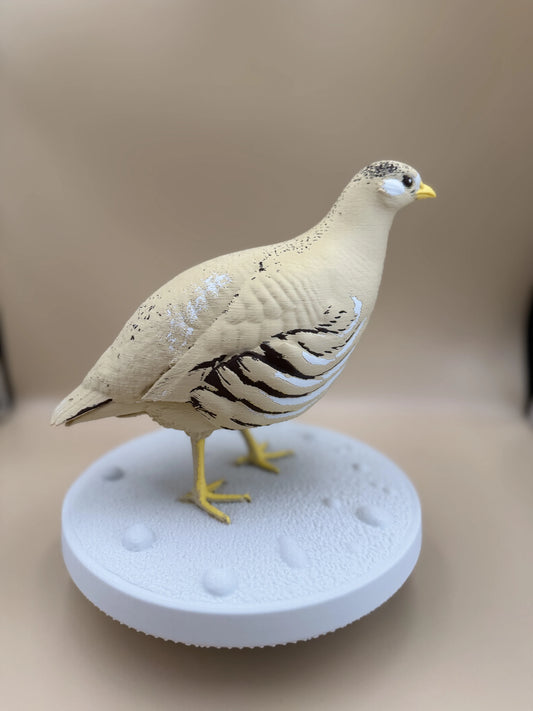 Púštna jarabica (Ammoperdix heyi)