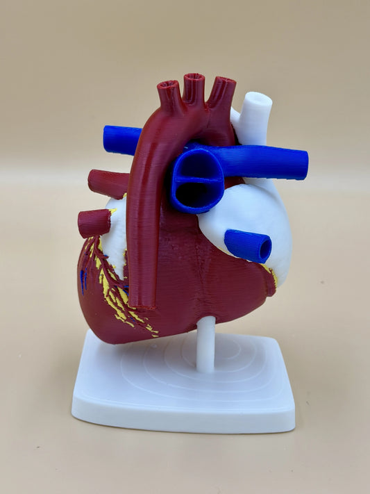 Anatomické srdce s koronárnymi cievami