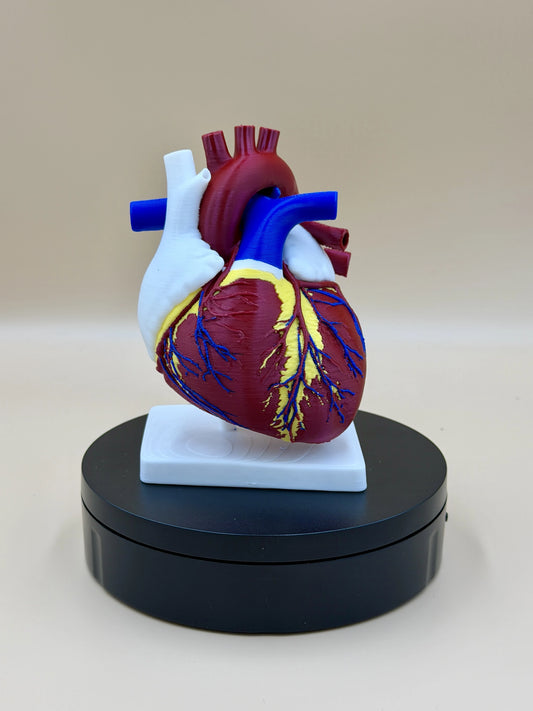 Anatomické srdce s koronárnymi cievami