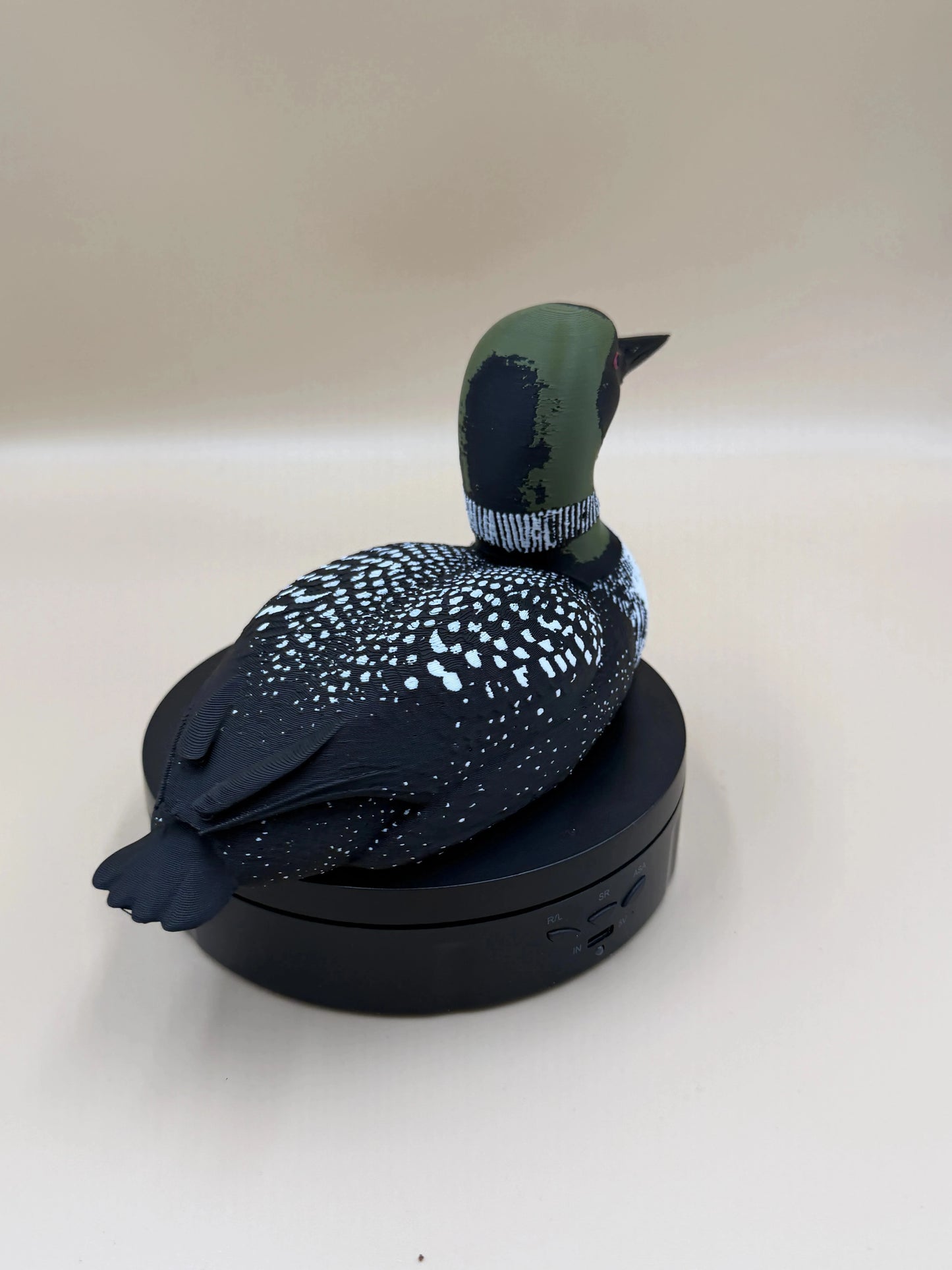 Potápka veľká (Common Loon)