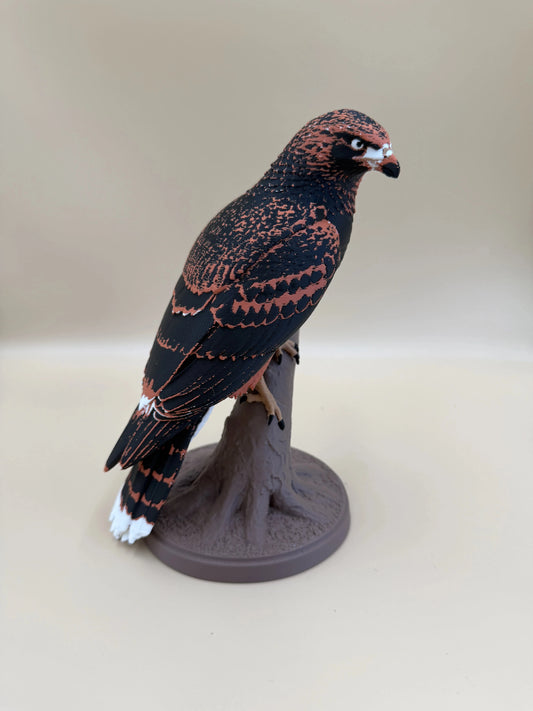 Harris Hawk – dravý jastrab na konári