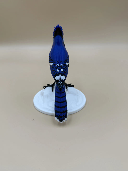 Sojka Blue Jay na stenu