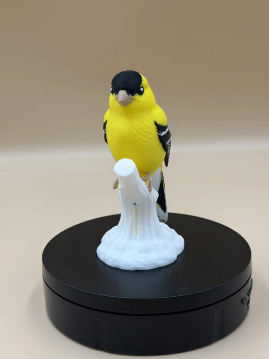 Stehlík čížavý Sunshine (Goldfinch)