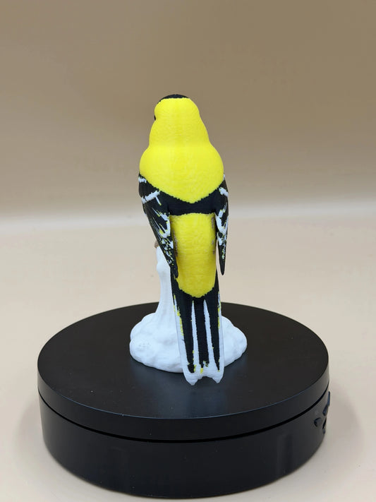 Stehlík čížavý Sunshine (Goldfinch)