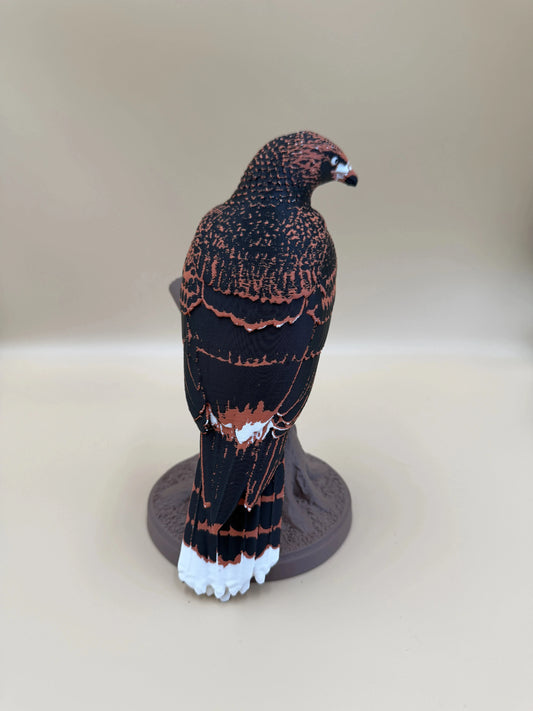 Harris Hawk – dravý jastrab na konári