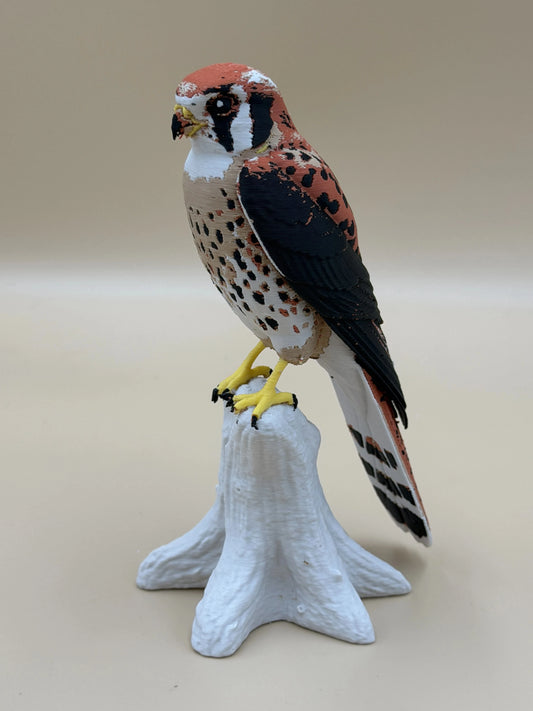 Sokol pestrý (Kestrel) na konári