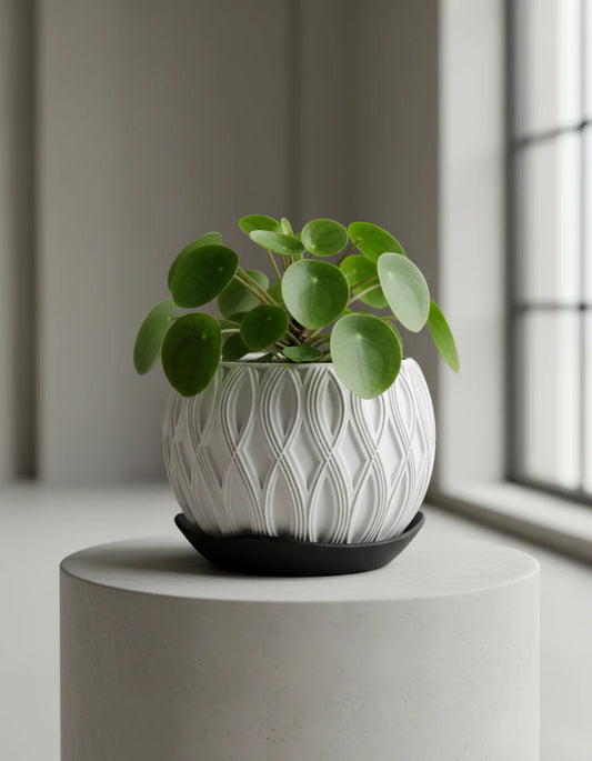 velar • planter