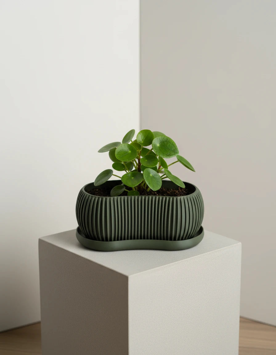 terra · planter