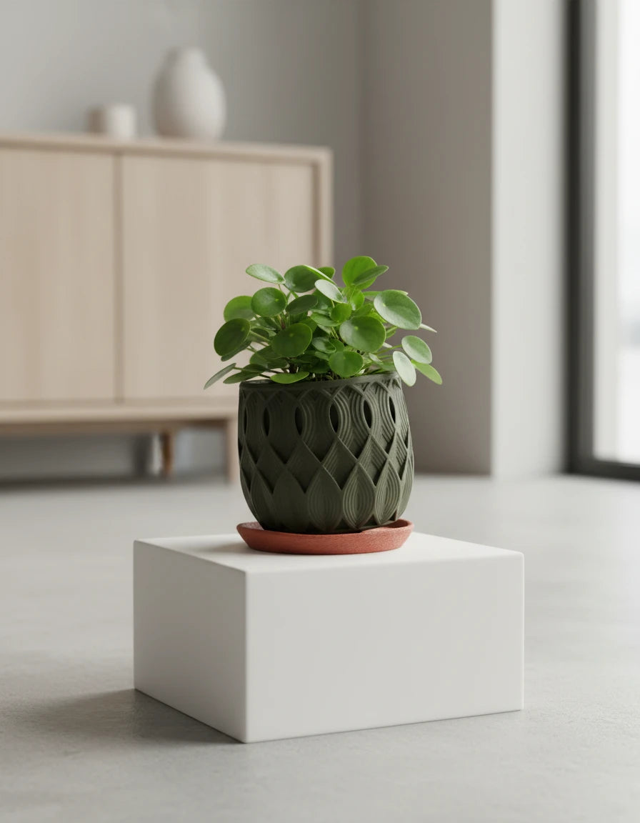 salir • planter