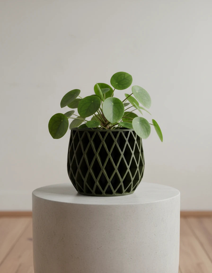 beja • planters