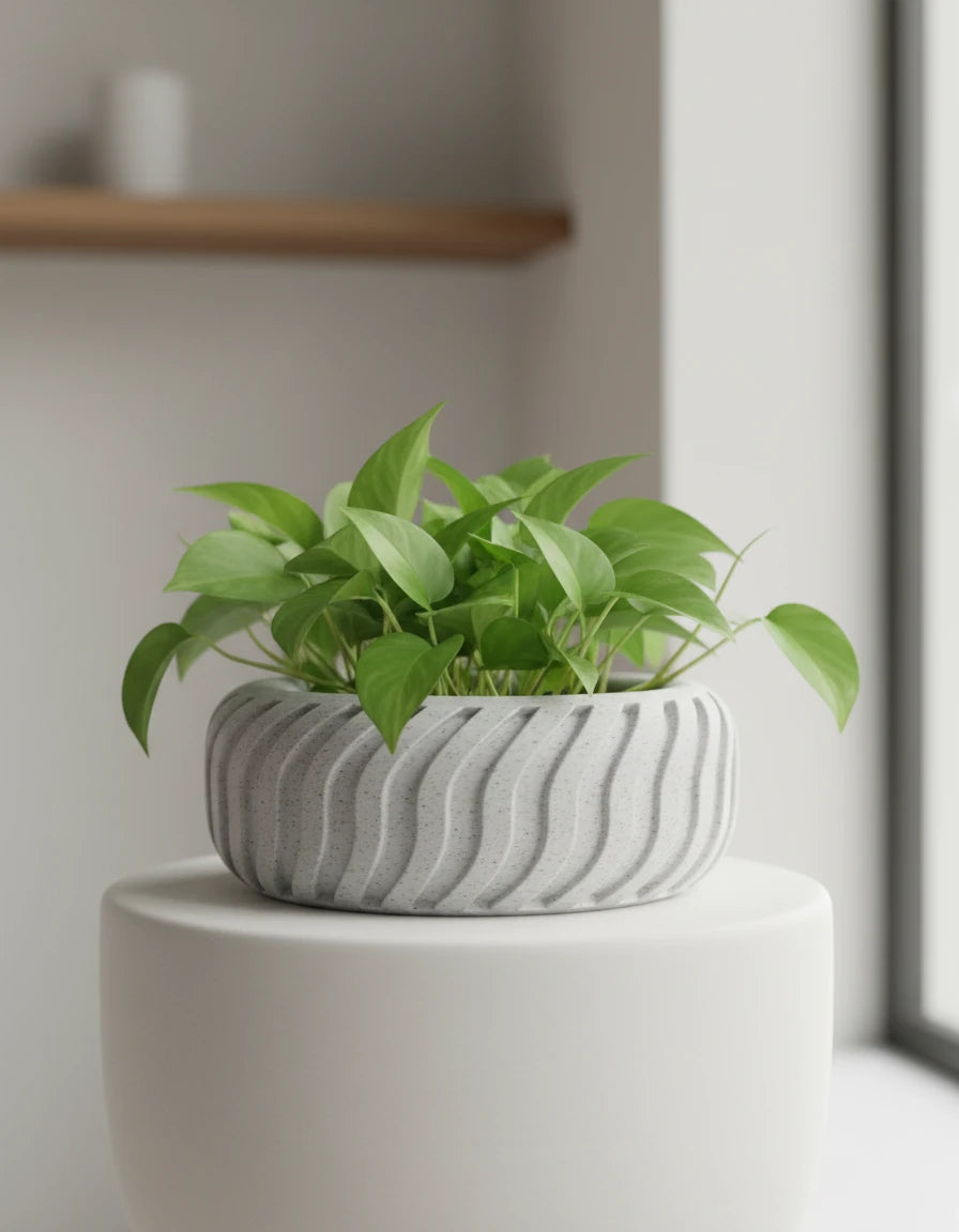 leiria • planter
