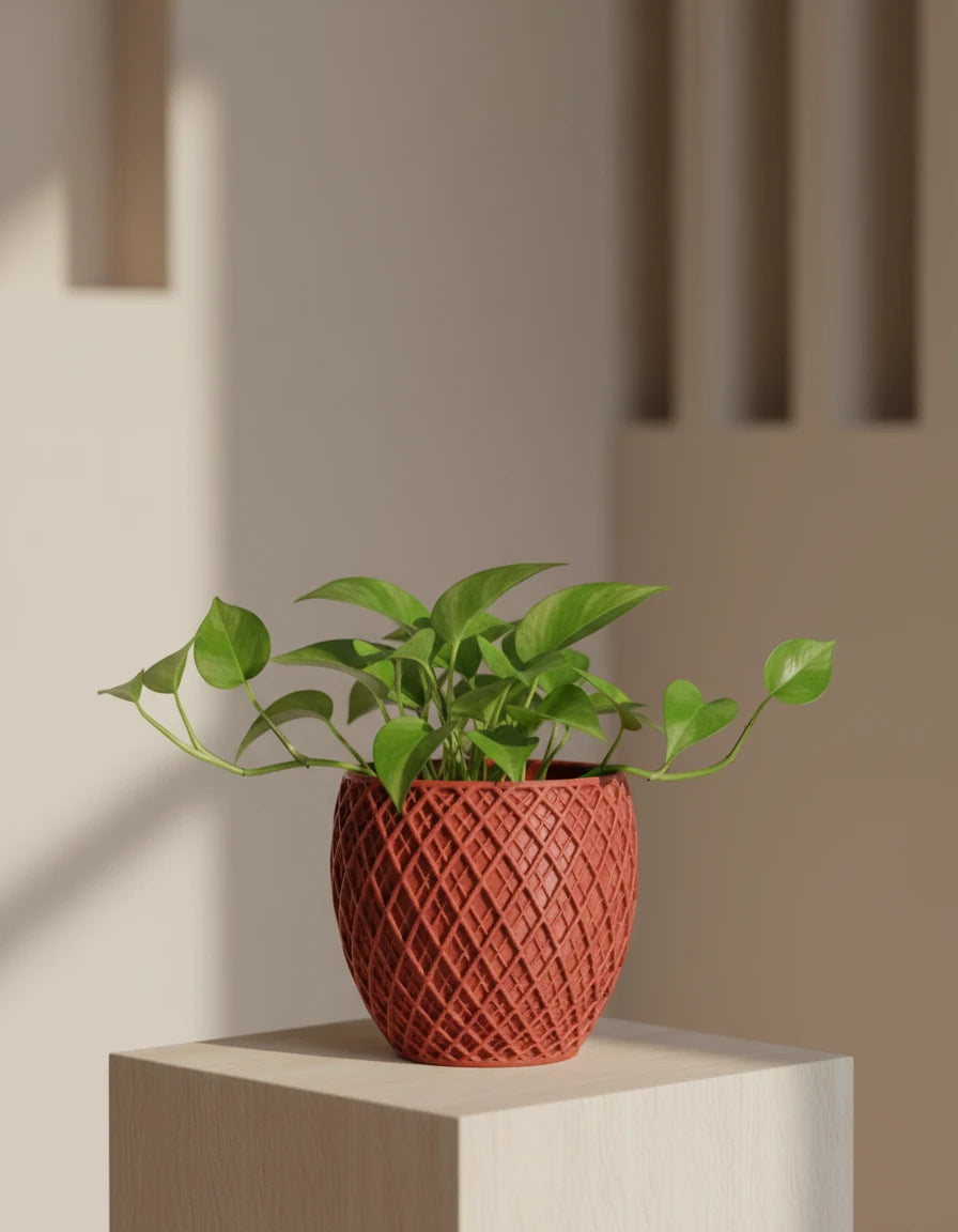 spectrum • planter