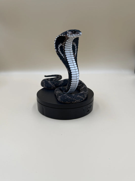 Kráľovská kobra (Ophiophagus hannah)
