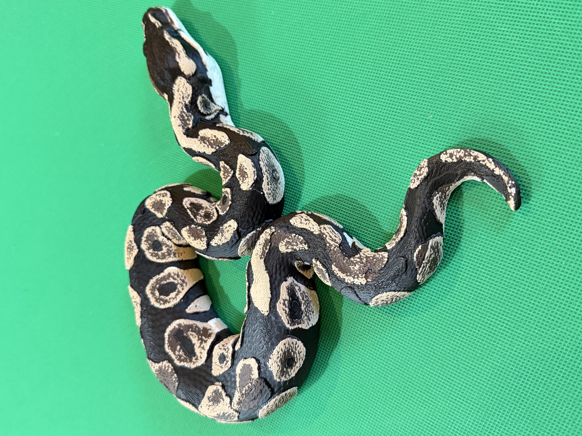 Shadow Patch Ball Python