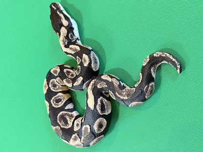 Shadow Patch Ball Python
