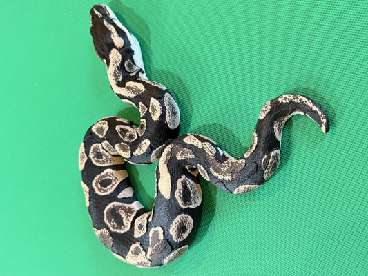 Shadow Patch Ball Python
