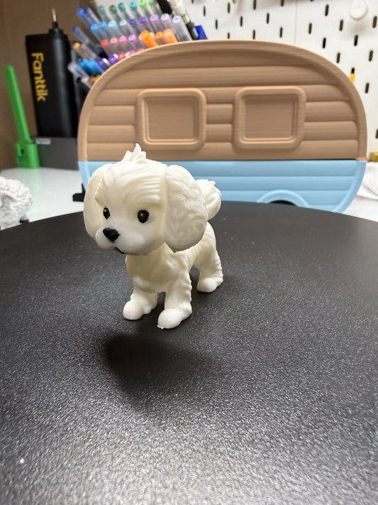 Maltese Dog