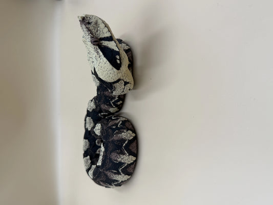 Midnight Ambush – Gaboon Viper
