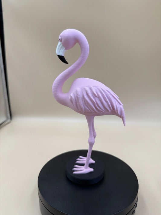 Plamienok Flamingo