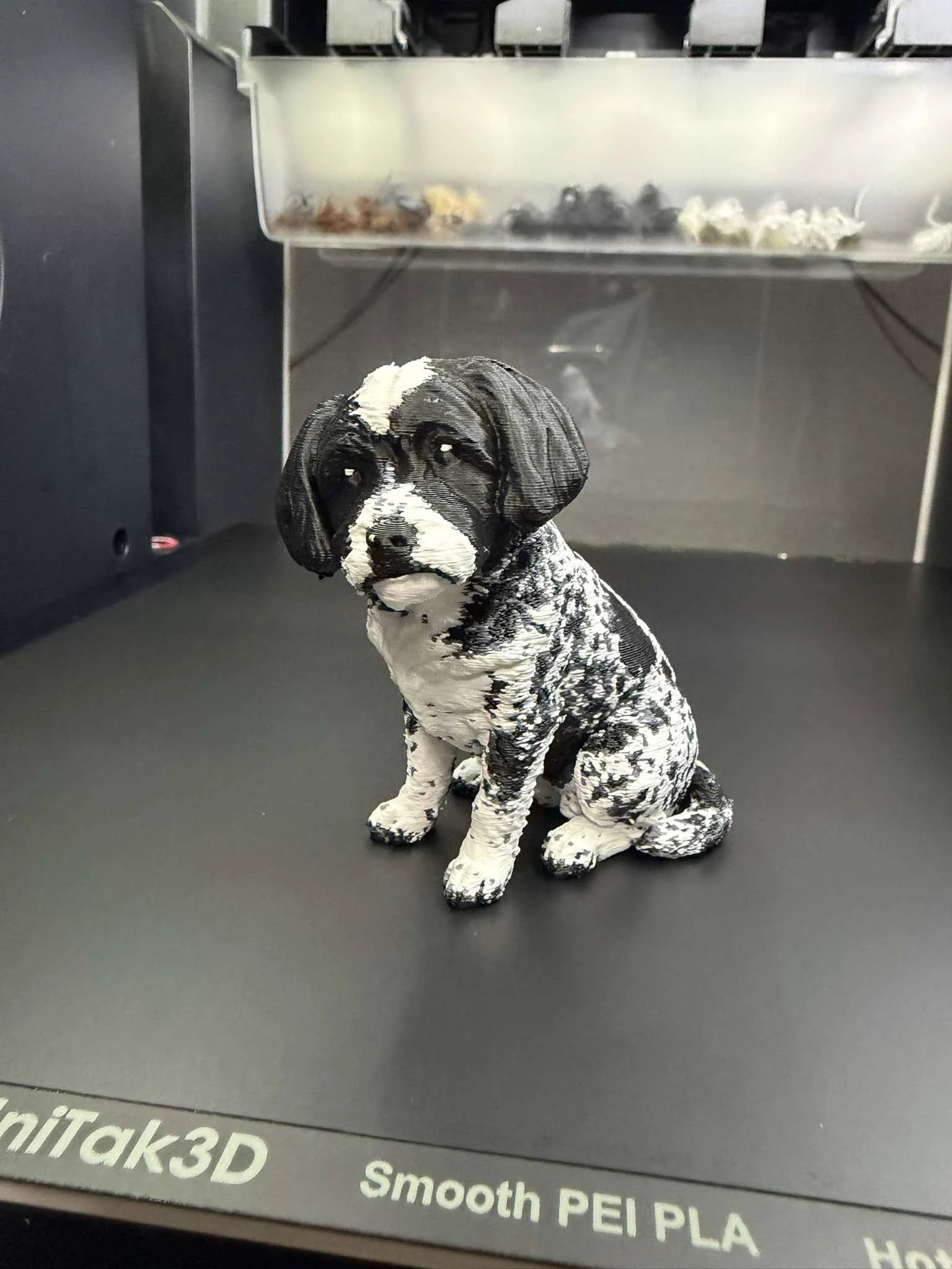 Havanese šteniatko Bella
