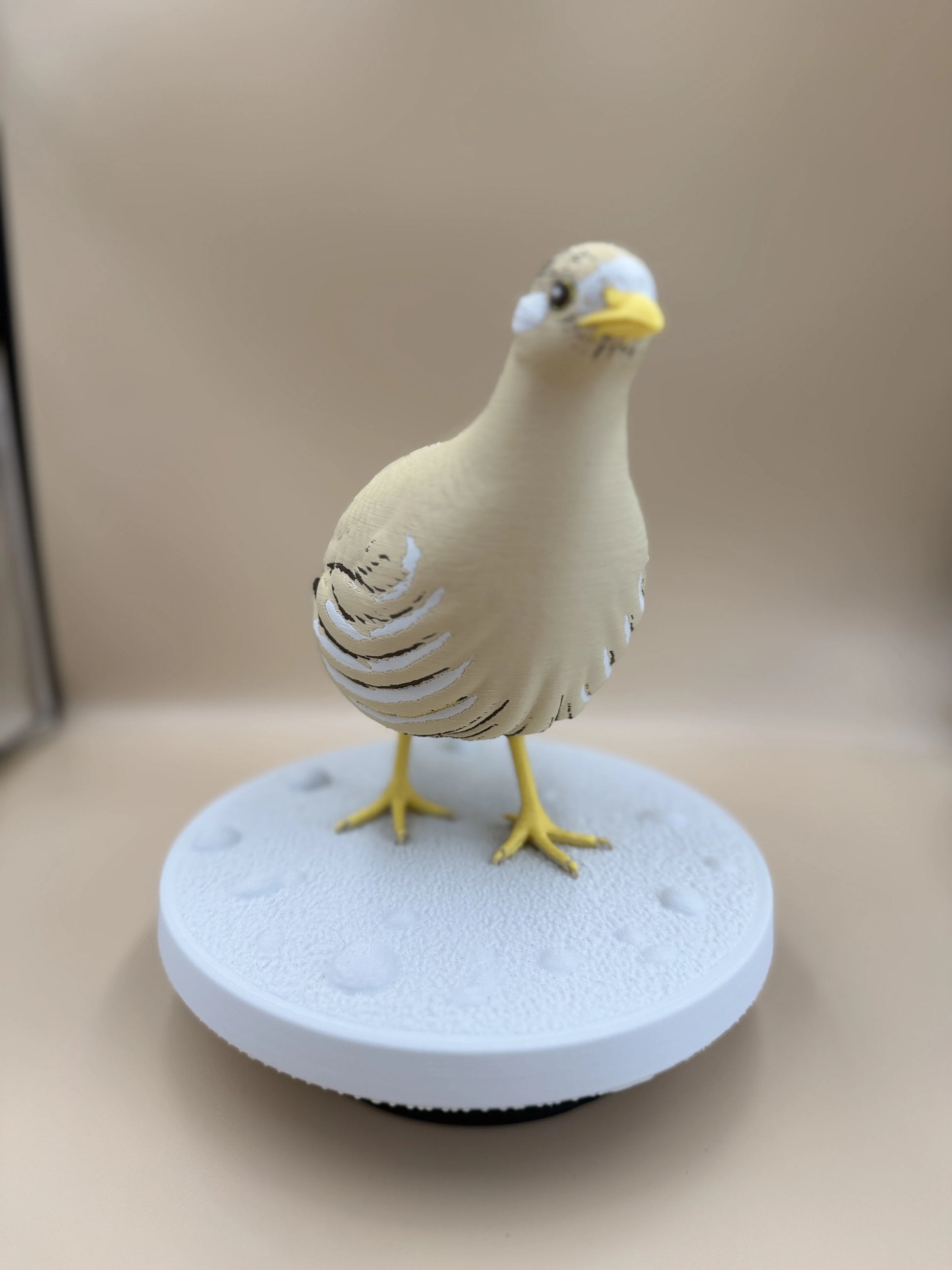 Púštna jarabica (Ammoperdix heyi)