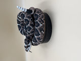 Diamondback Rattlesnake (Crotalus atrox)
