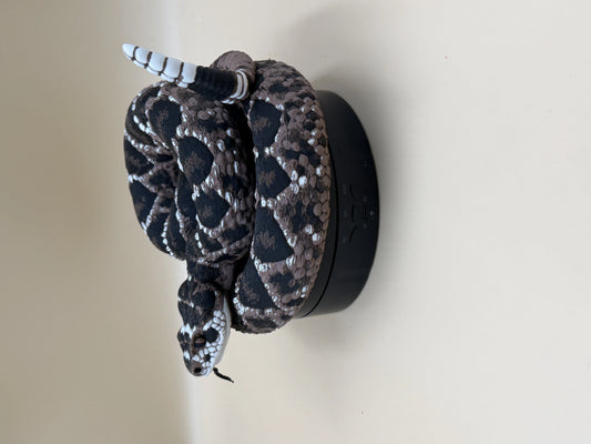 Diamondback Rattlesnake (Crotalus atrox)