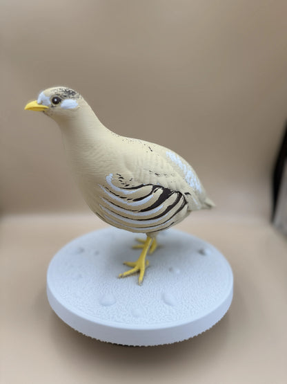 Púštna jarabica (Ammoperdix heyi)