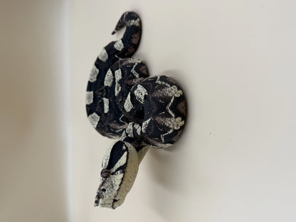 Midnight Ambush – Gaboon Viper