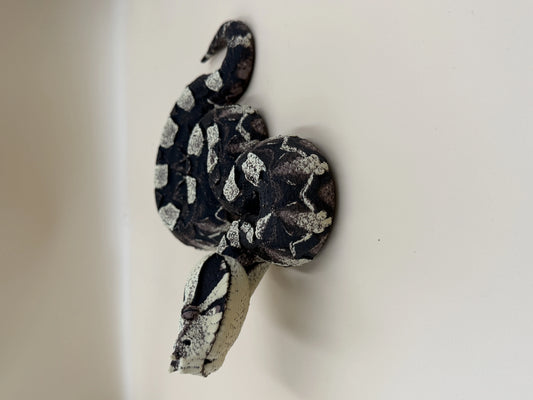 Midnight Ambush – Gaboon Viper