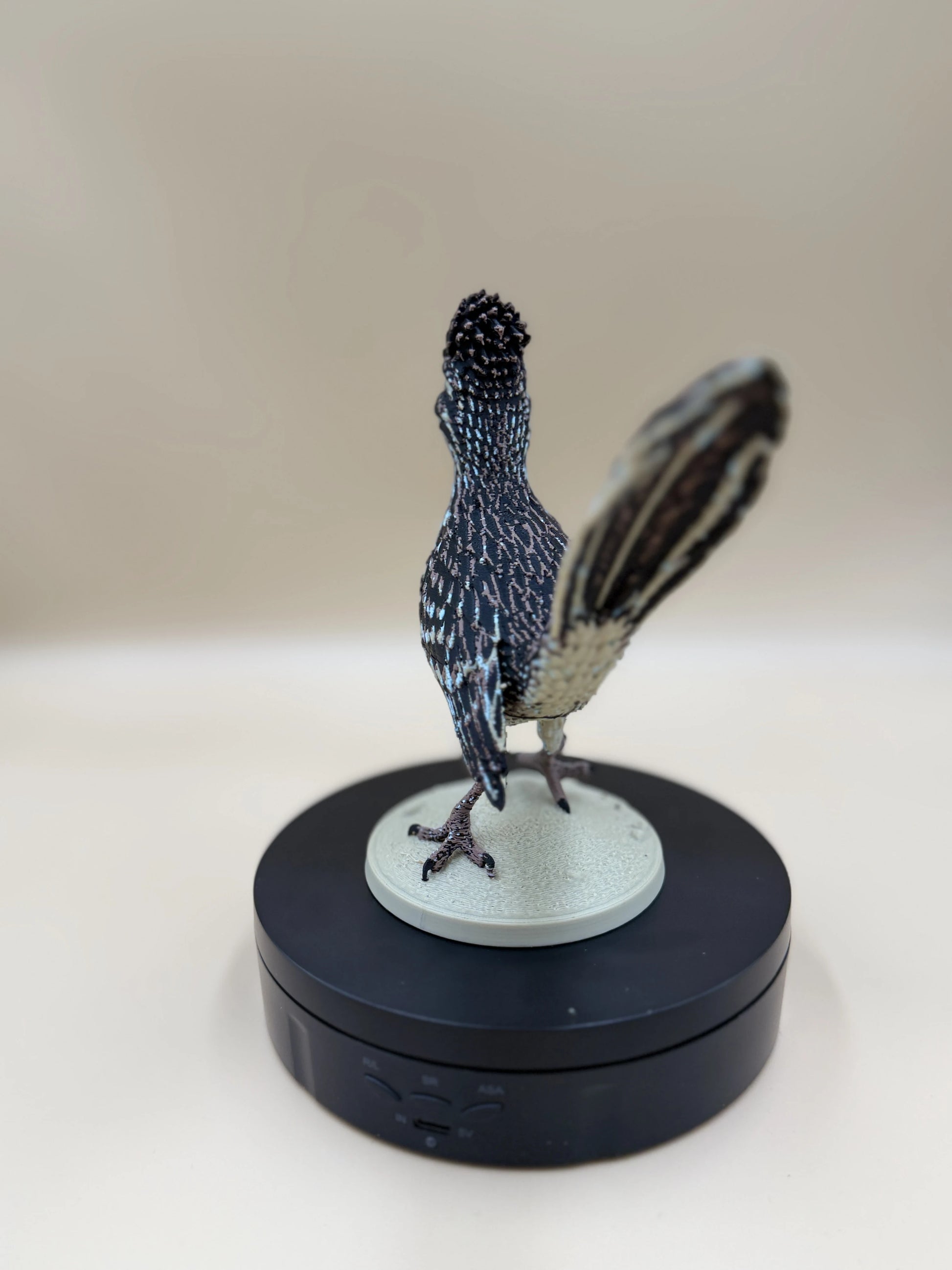 Roadrunner – púštny bežec