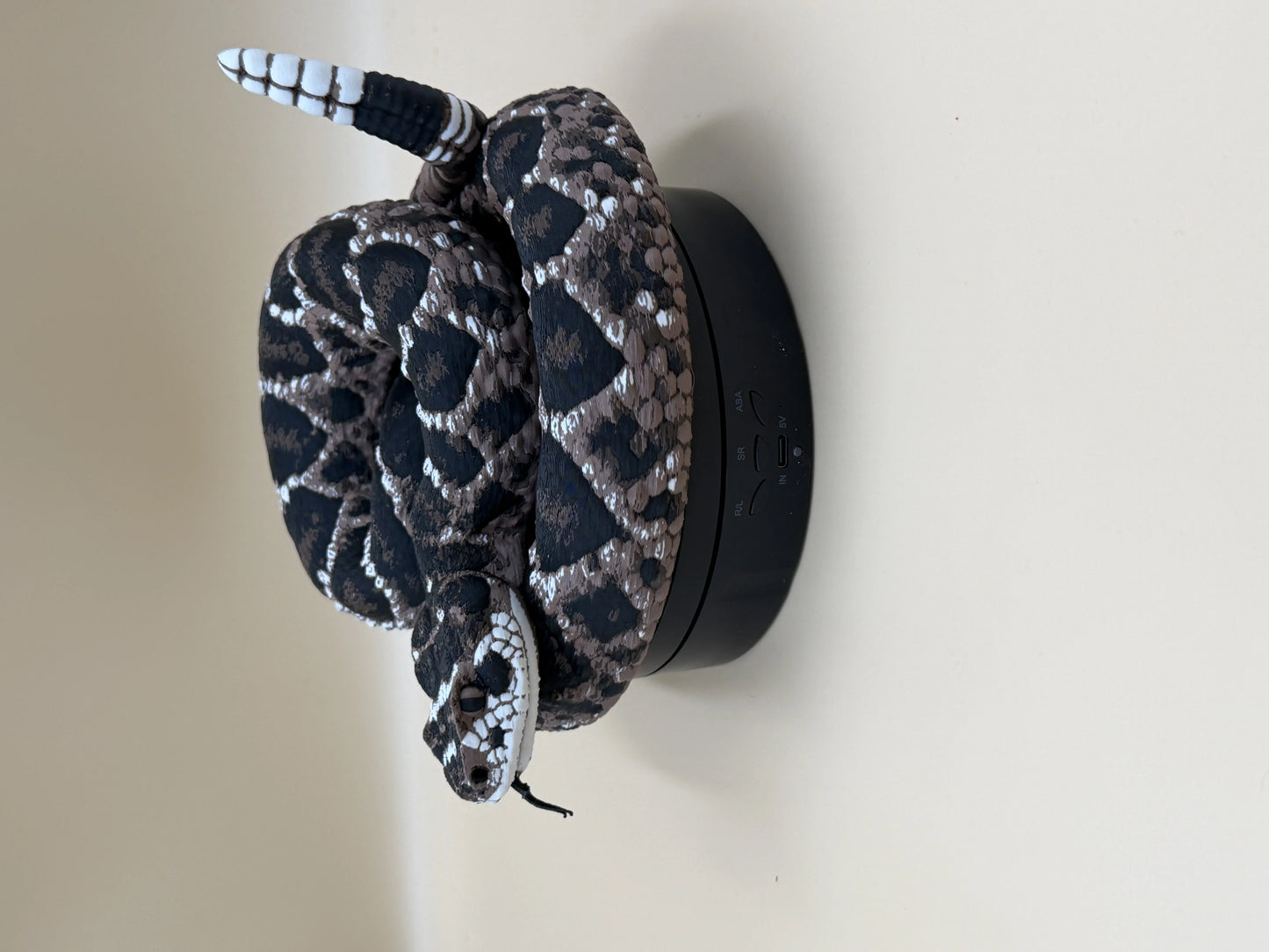 Diamondback Rattlesnake (Crotalus atrox)