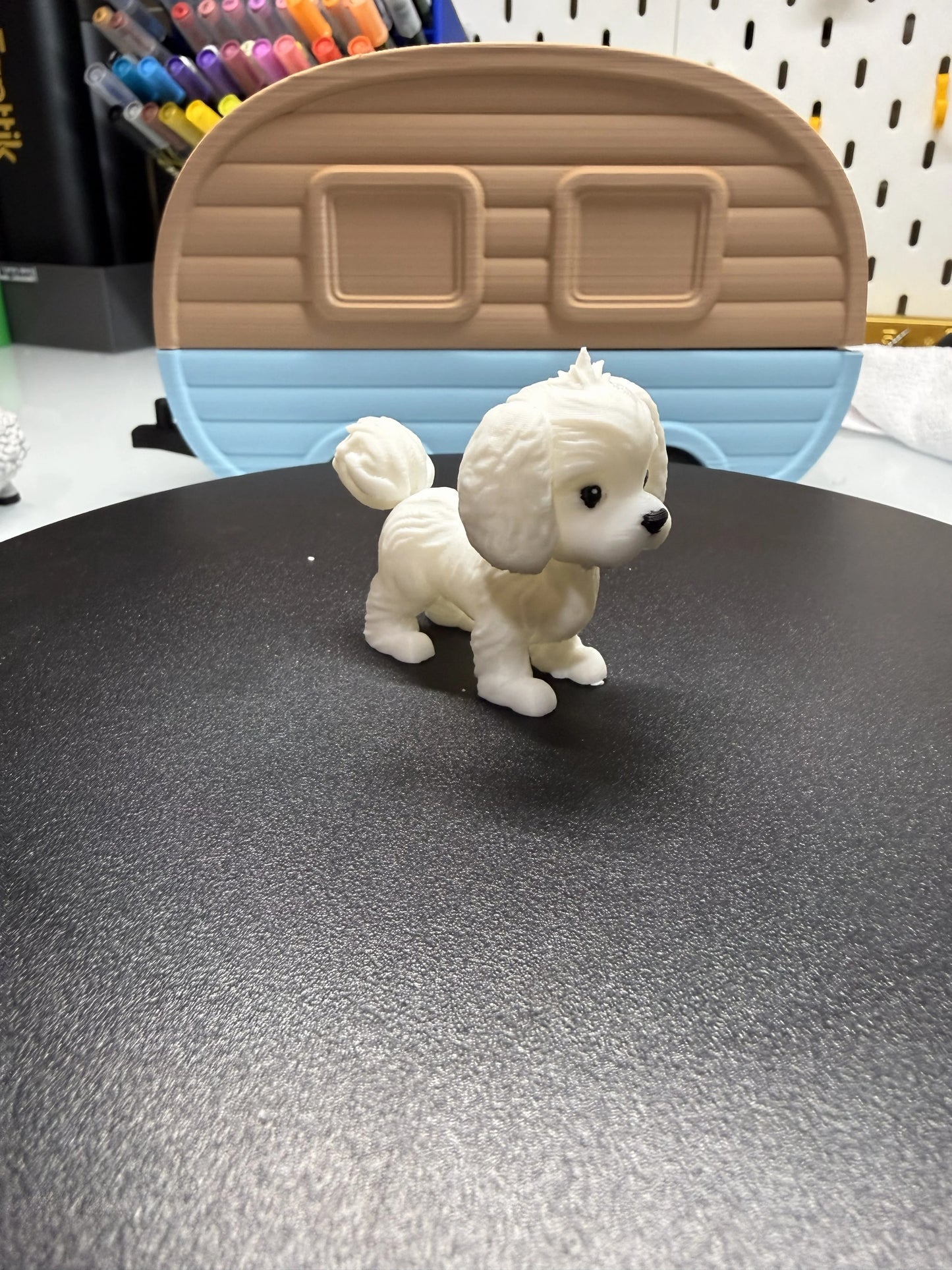 Maltese Dog