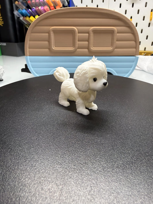 Maltese Dog