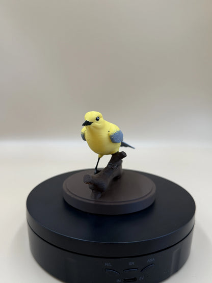 Sunlit Golden Warbler – spevavý vtáčik na konári