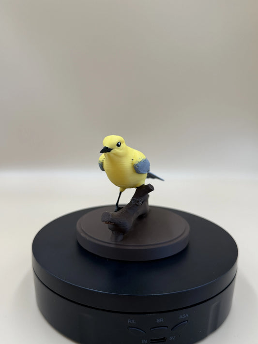 Sunlit Golden Warbler – spevavý vtáčik na konári