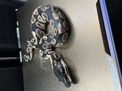 Shadow Patch Ball Python