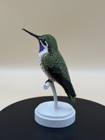 Kolibrík Chilean Woodstar
