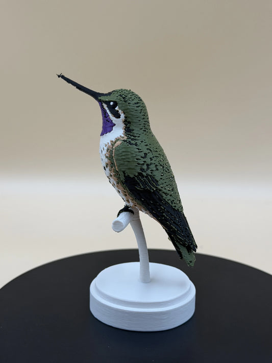 Kolibrík Chilean Woodstar