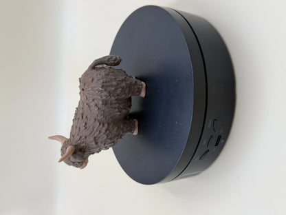Highland Cow