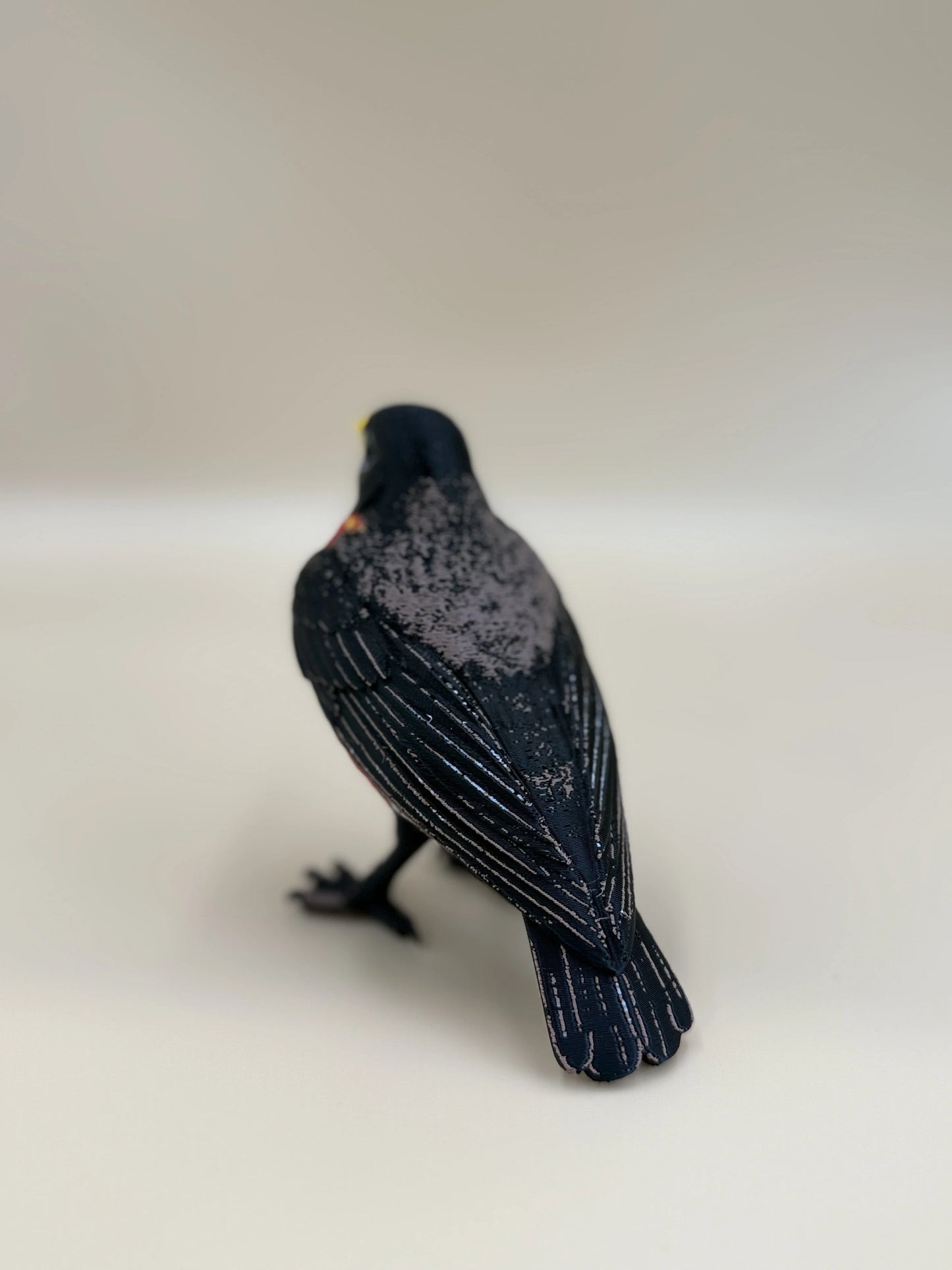 Red Robin – americký drozd