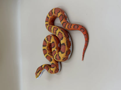Harvest King | Realistic Corn Snake