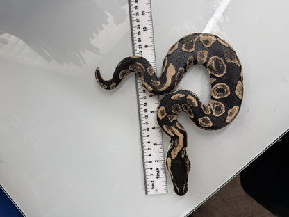Shadow Patch Ball Python
