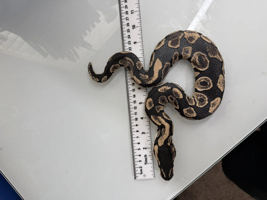 Shadow Patch Ball Python