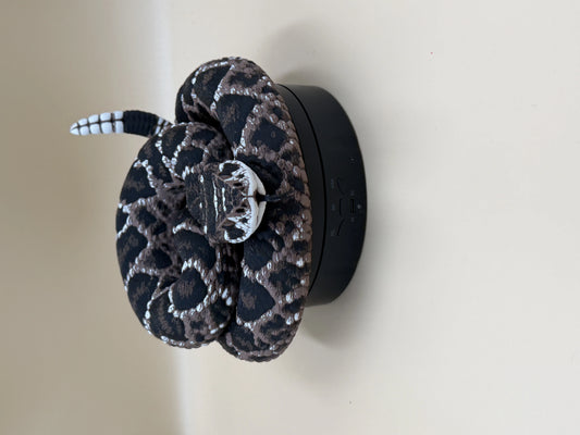 Diamondback Rattlesnake (Crotalus atrox)
