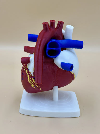 Anatomické srdce s koronárnymi cievami