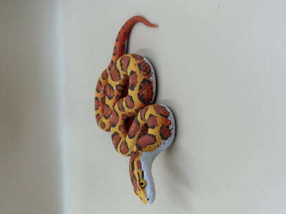 Harvest King | Realistic Corn Snake